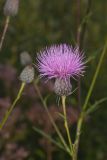 Swamp Thistle, Cirsium muticum