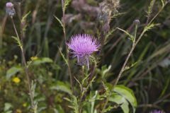 Swamp Thistle, Cirsium muticum
