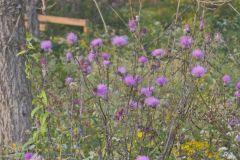 Swamp Thistle, Cirsium muticum