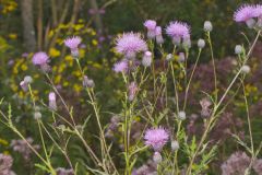 Swamp Thistle, Cirsium muticum