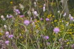 Swamp Thistle, Cirsium muticum