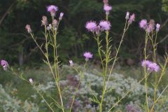 Swamp Thistle, Cirsium muticum