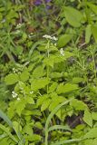 Sweet Cicely, Myrrhis odorata