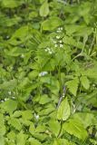 Sweet Cicely, Myrrhis odorata