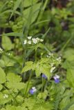 Sweet Cicely, Myrrhis odorata
