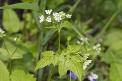 Sweet Cicely