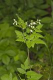 Sweet Cicely, Myrrhis odorata
