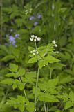 Sweet Cicely, Myrrhis odorata