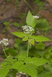 Sweet Cicely, Myrrhis odorata