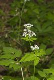 Sweet Cicely, Myrrhis odorata