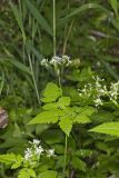 Sweet Cicely, Myrrhis odorata