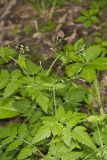 Sweet Cicely, Myrrhis odorata