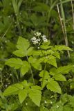 Sweet Cicely, Myrrhis odorata
