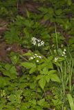 Sweet Cicely, Myrrhis odorata