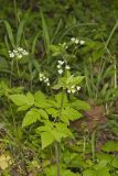 Sweet Cicely, Myrrhis odorata