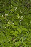 Sweet Cicely, Myrrhis odorata