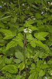 Sweet Cicely, Myrrhis odorata
