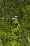 Sweet Cicely, Myrrhis odorata