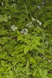 Sweet Cicely, Myrrhis odorata