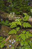 Sweet Cicely, Myrrhis odorata