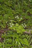 Sweet Cicely, Myrrhis odorata