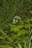 Sweet Cicely, Myrrhis odorata