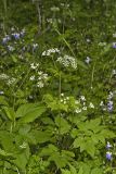 Sweet Cicely, Myrrhis odorata