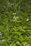 Sweet Cicely, Myrrhis odorata