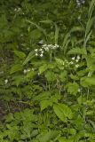 Sweet Cicely, Myrrhis odorata
