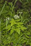 Sweet Cicely, Myrrhis odorata