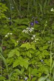 Sweet Cicely, Myrrhis odorata