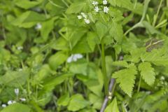 Sweet Cicely, Myrrhis odorata