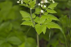 Sweet Cicely, Myrrhis odorata