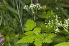 Sweet Cicely, Myrrhis odorata