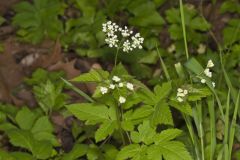 Sweet Cicely, Myrrhis odorata