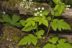 Sweet Cicely, Myrrhis odorata