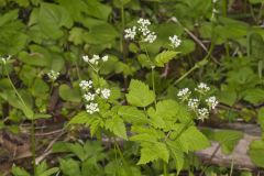 Sweet Cicely, Myrrhis odorata
