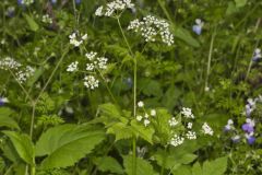 Sweet Cicely, Myrrhis odorata