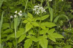Sweet Cicely, Myrrhis odorata