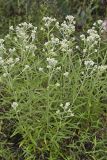 Sweet Everlasting, Pseudognaphalium obtusifolium