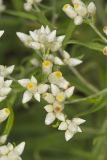 Sweet Everlasting, Pseudognaphalium obtusifolium
