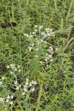 Sweet Everlasting, Pseudognaphalium obtusifolium