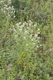 Sweet Everlasting, Pseudognaphalium obtusifolium