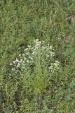 Sweet Everlasting, Pseudognaphalium obtusifolium