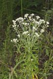 Sweet Everlasting, Pseudognaphalium obtusifolium