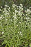 Sweet Everlasting, Pseudognaphalium obtusifolium