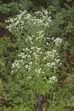 Sweet Everlasting, Pseudognaphalium obtusifolium