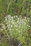 Sweet Everlasting, Pseudognaphalium obtusifolium