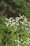Sweet Everlasting, Pseudognaphalium obtusifolium