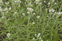 Sweet Everlasting, Pseudognaphalium obtusifolium Sweet Everlasting, Pseudognaphalium obtusifolium